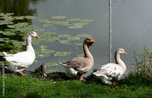 Goose at the Entrance to the fortress