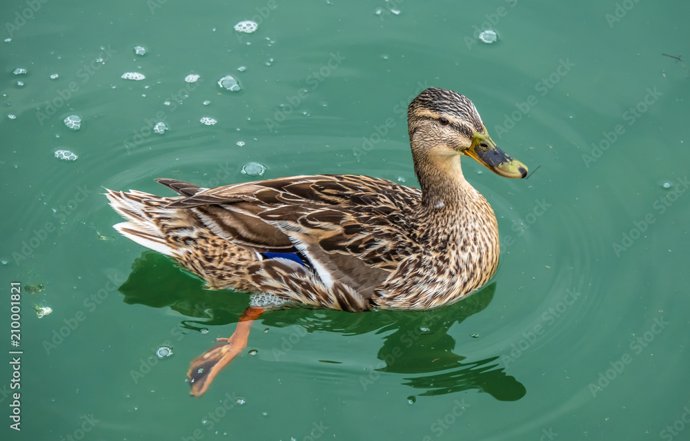 Fototapeta premium Closeup of a female mallard duck on the shores of the Upper Zurich Lake (Obersee), Switzerland