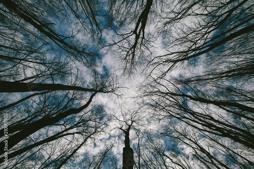 The eye of the forest