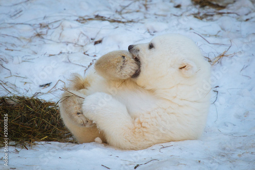 Small polar bear cub
