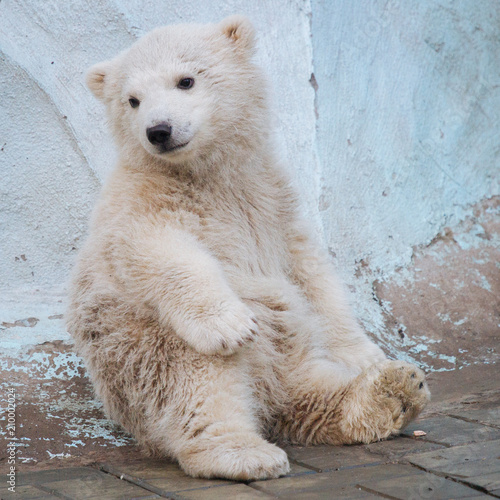 Funny polar bear cub