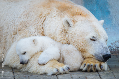 Polar bear with cub