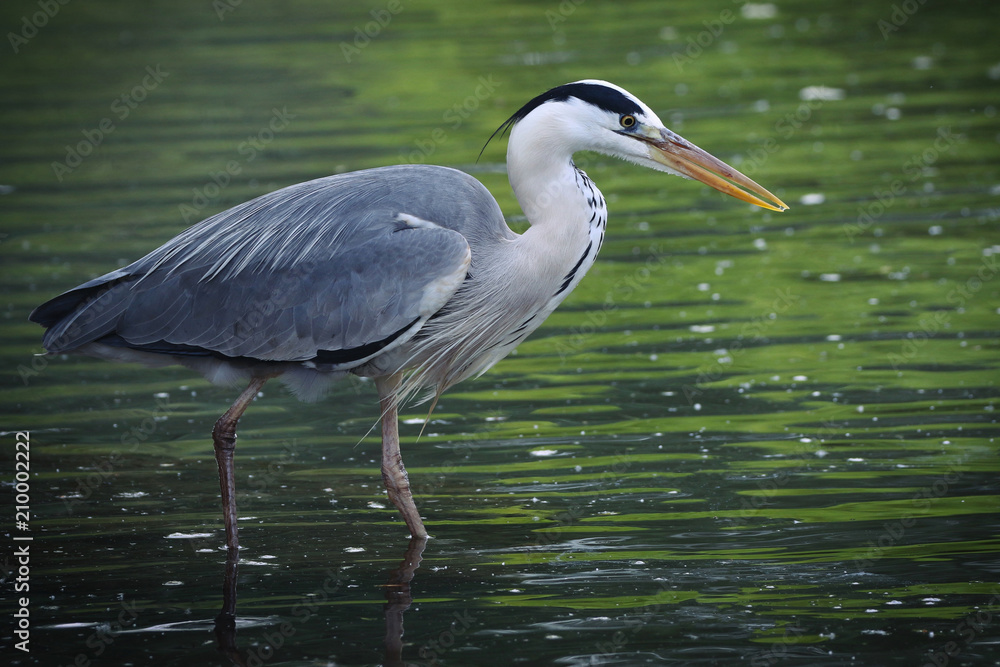 Grey Heron looking for food Grey Heron looking for food
