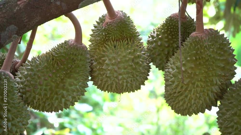 durian farm , musang king in focus durian farm , musang king in focus