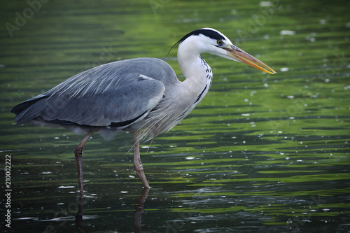 Grey Heron looking for food