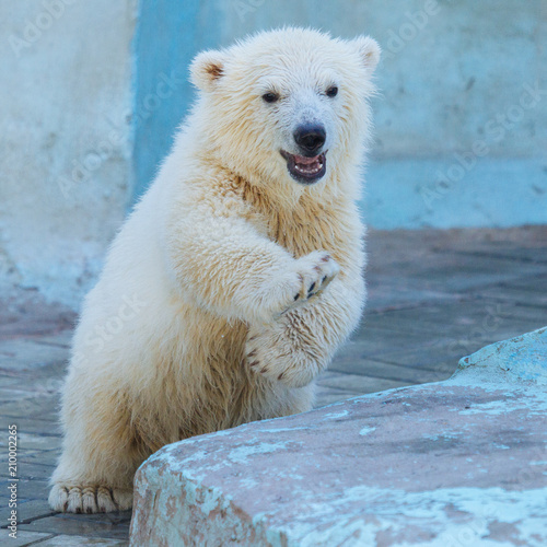 Tela Polar bear cub player