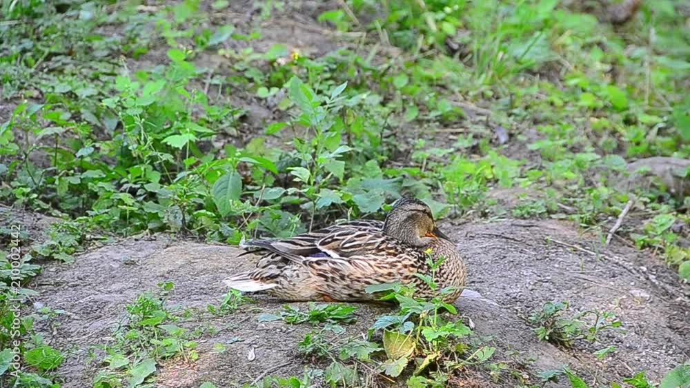 Anas platyrhynchos, duck, mallard Anas platyrhynchos, duck, mallard