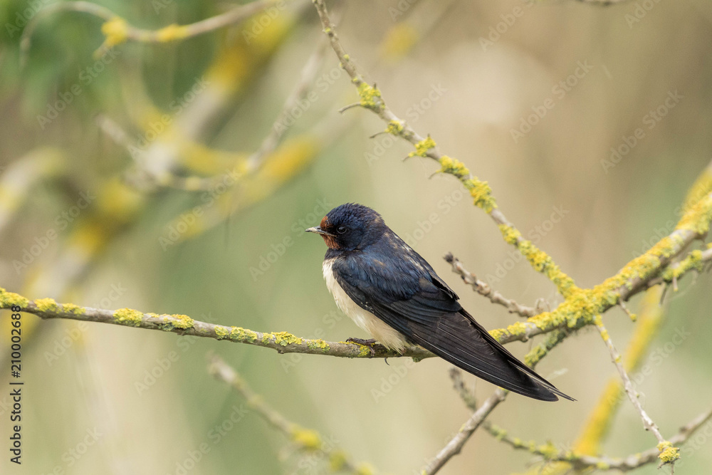 swallow on a branch with light swallow on a branch with light