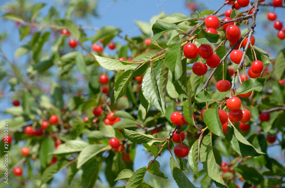 Cherry tree branches with ripe fruits