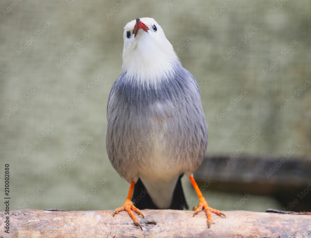 Obraz premium Red Billed Starling