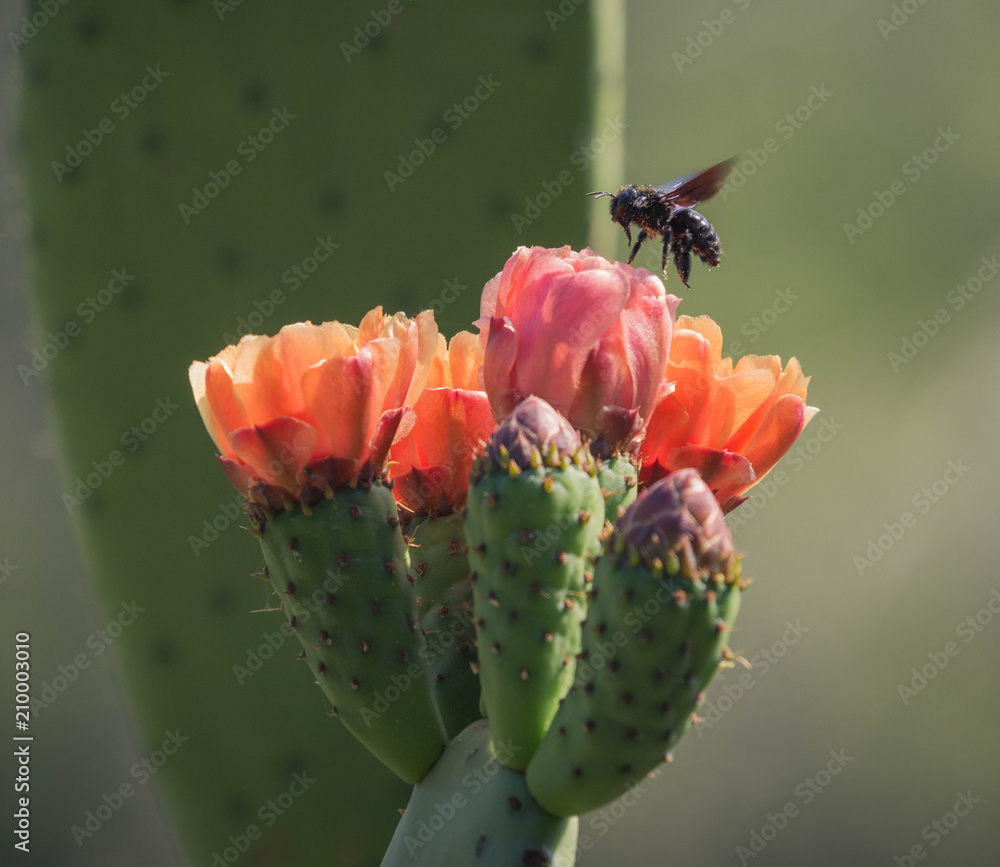 cactus flower