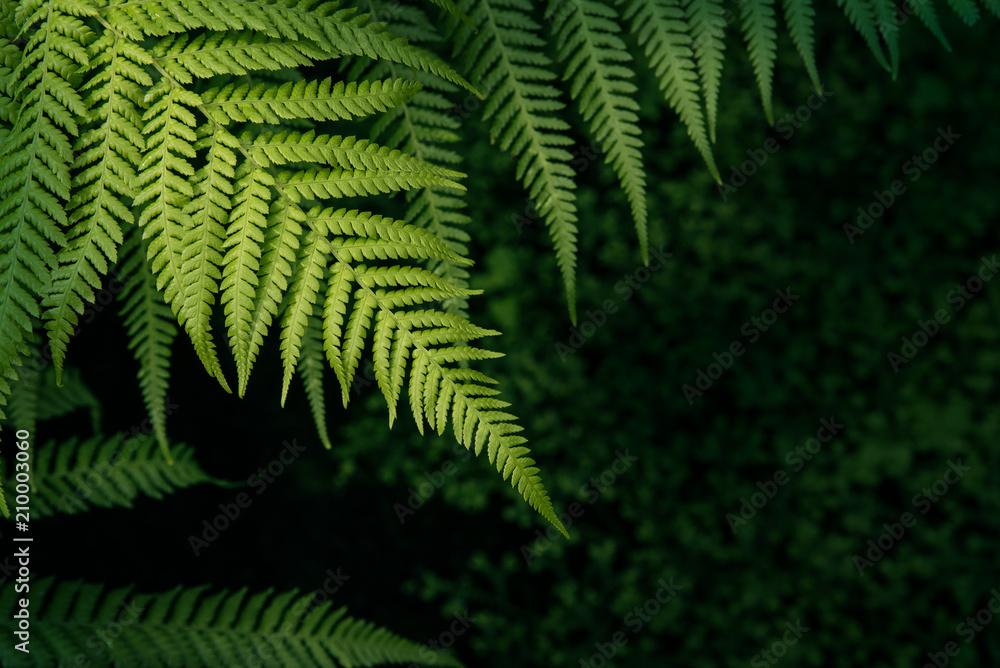 Green nature fern background