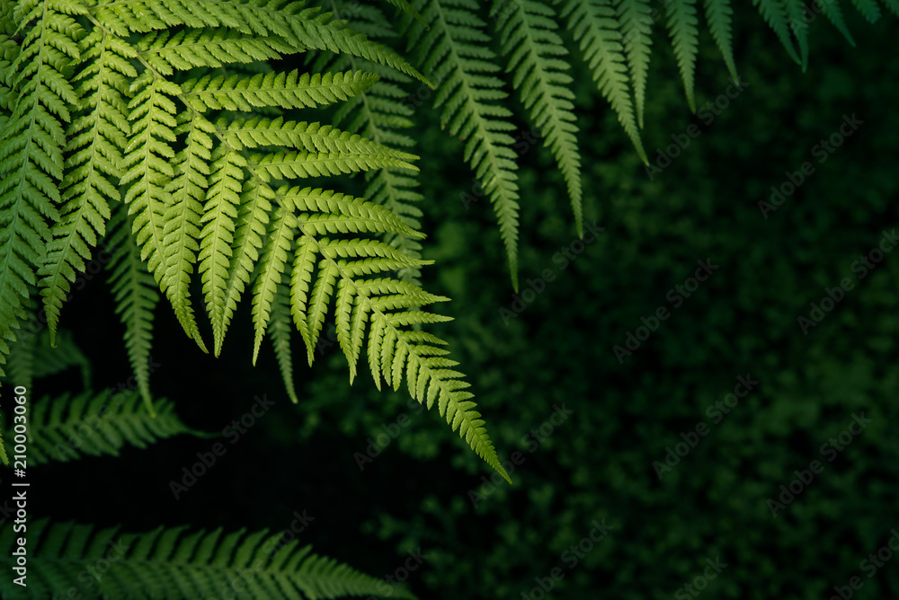Green nature fern background Green nature fern background