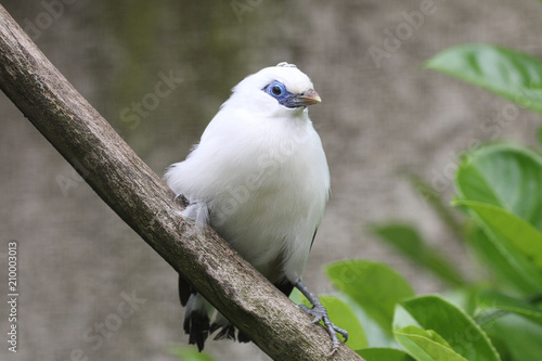 Bali Starling on a branch