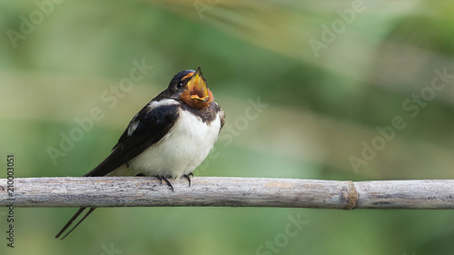 swallow ask to eat