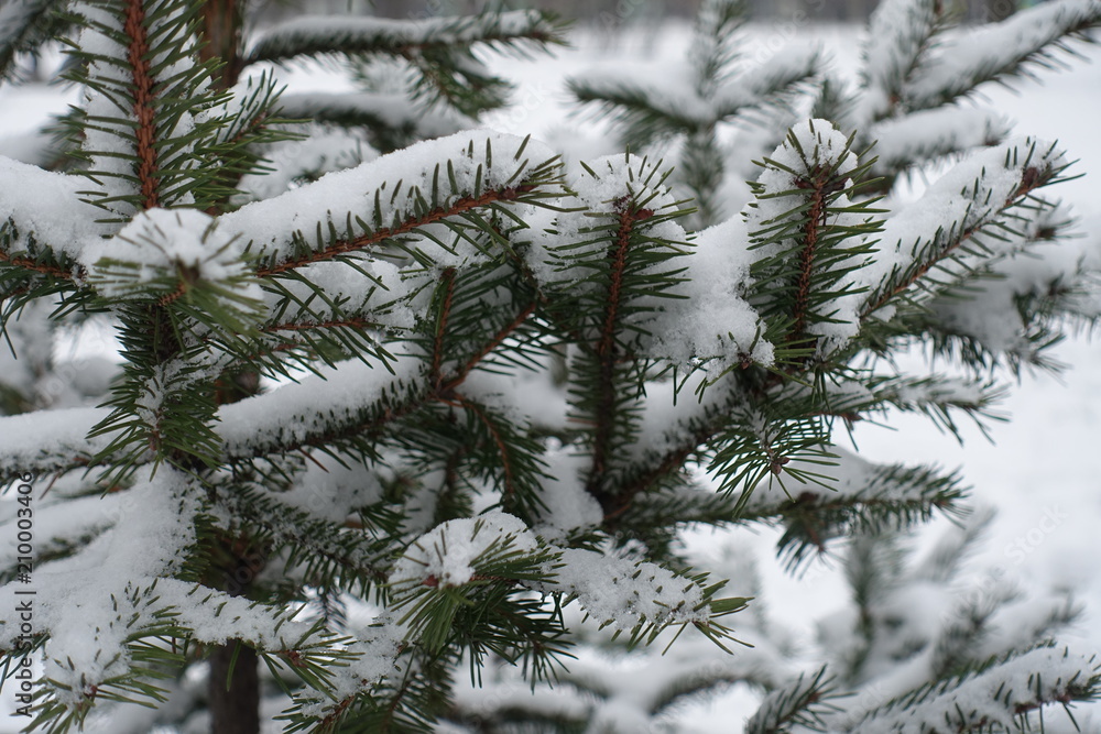Snow on branches of spruce in winter