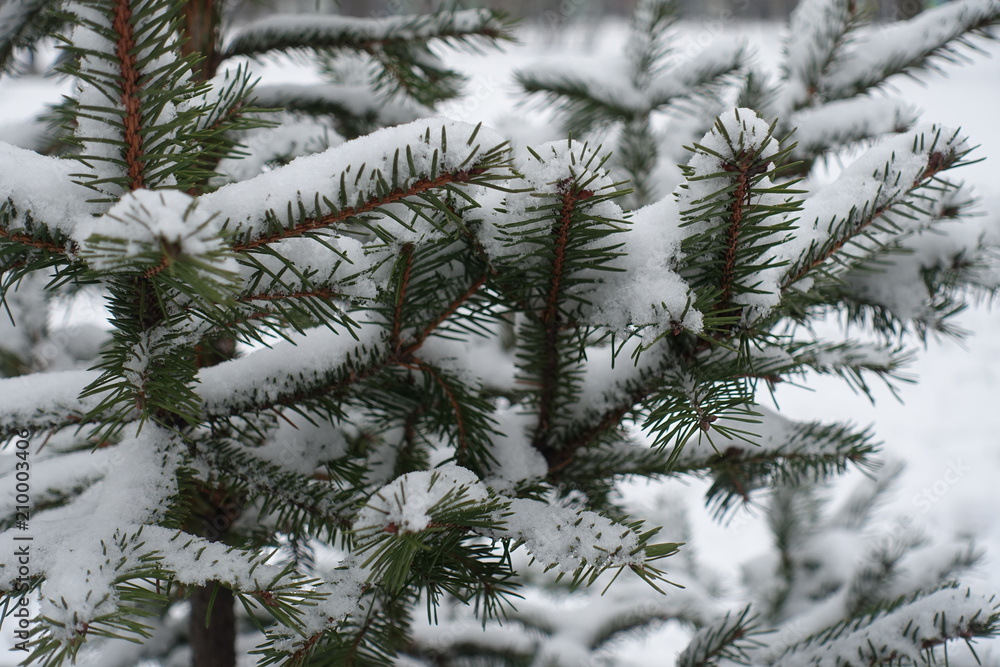 Snow on branches of spruce in winter Snow on branches of spruce in winter