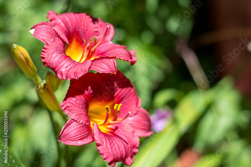 Ruby Stella Daylily (Hemerocallis)