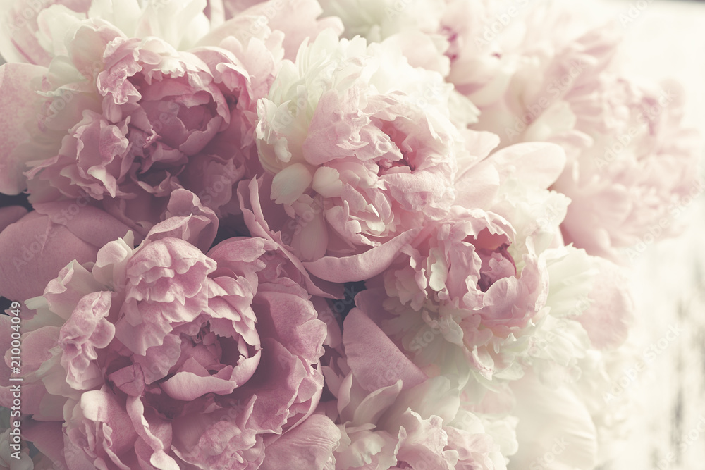 Fototapeta Puszyste różowe peonie kwitną tło