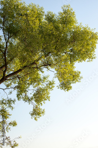 A beautiful tree against the blue sky in the morning