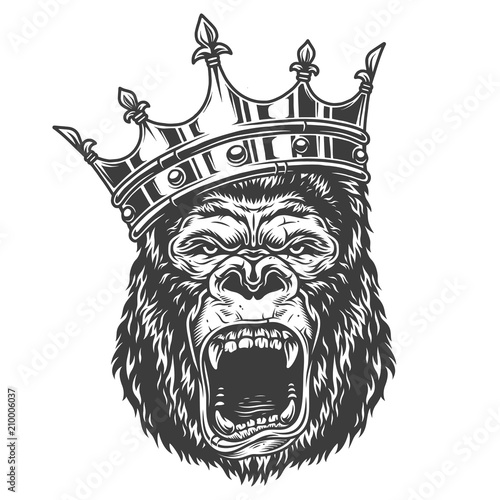 Head of gorilla