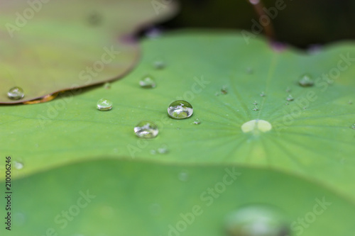 water drops on lotus leaf