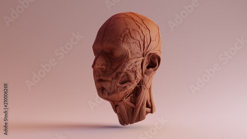 Quadro su tela Chocolate Clay Anatomical Ecorche Human head 3d illustration