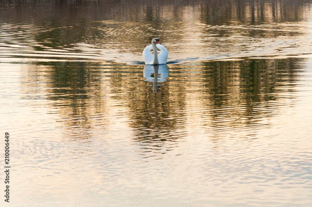 beautiful bird floating on the water, on the lake swan floats beautiful bird floating on the water, on the lake swan floats