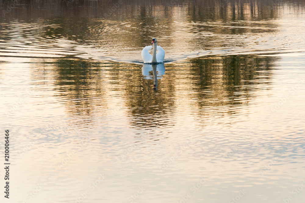 beautiful bird floating on the water, on the lake swan floats beautiful bird floating on the water, on the lake swan floats