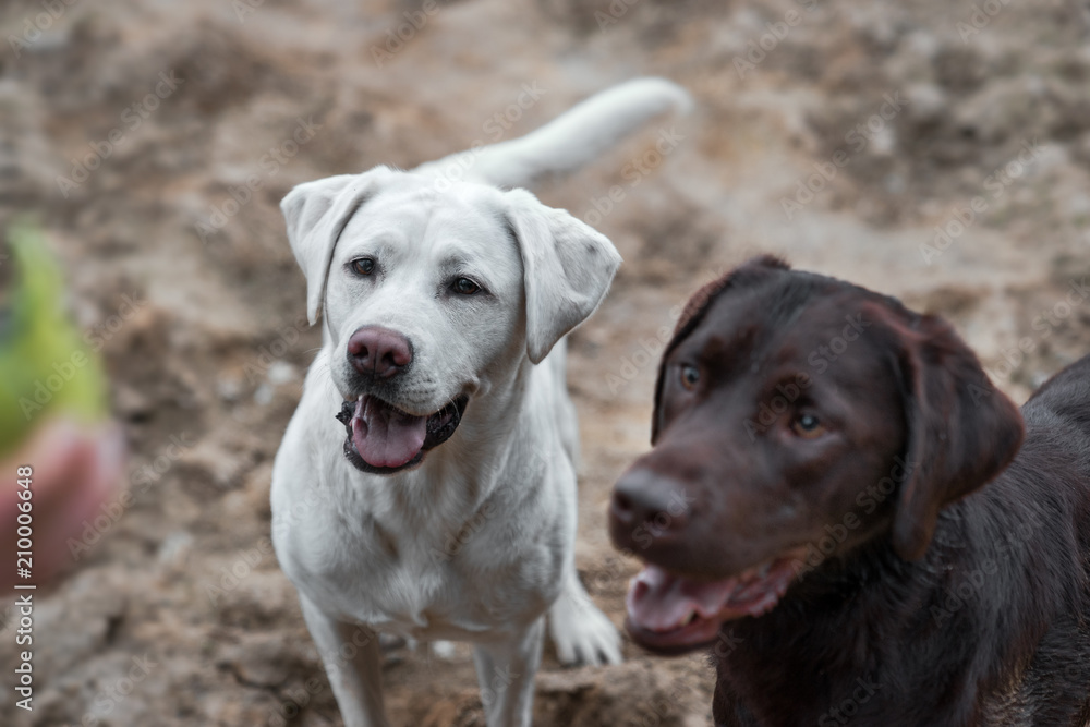 two cute labrador retriever dogs puppies sitting and expecting a person to throw a dog toy two cute labrador retriever dogs puppies sitting and expecting a person to throw a dog toy