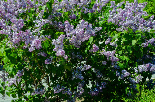 lilacs blossomed in May, beautiful twigs of lilac, a bush of blossoming lilacs in the park
