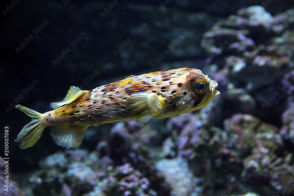 Fototapeta premium Kugelfisch (Tetraodontidae)