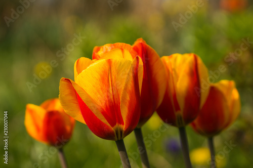 Tulips © Jens Carlson Bindløv