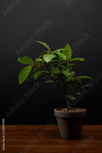 close up view of plant with green leaves in flowerpot on black wall background