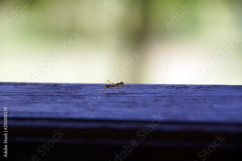 macro photo of a red ant that runs along a wooden board, Nha Trang, Vietnam 
