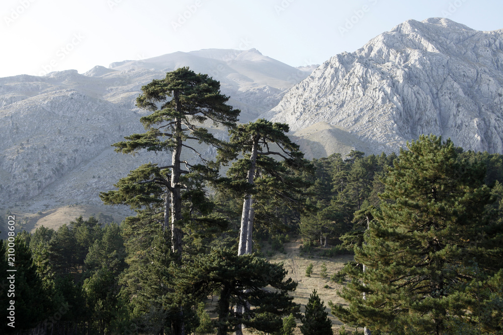 mountain and pine forest