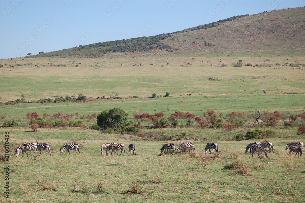 Kenya Kenya