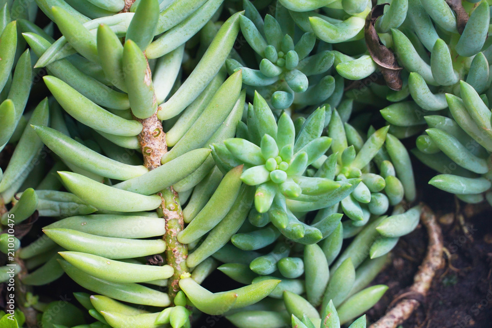 Green rock rose cactus