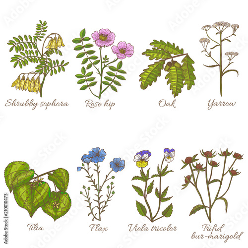 Set of Medicinal Plants in Hand-Drawn Style