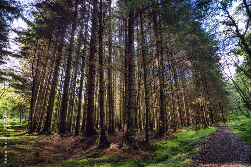 Obraz premium The pine scottish forest