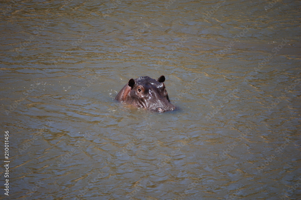 Fototapeta premium Kenya