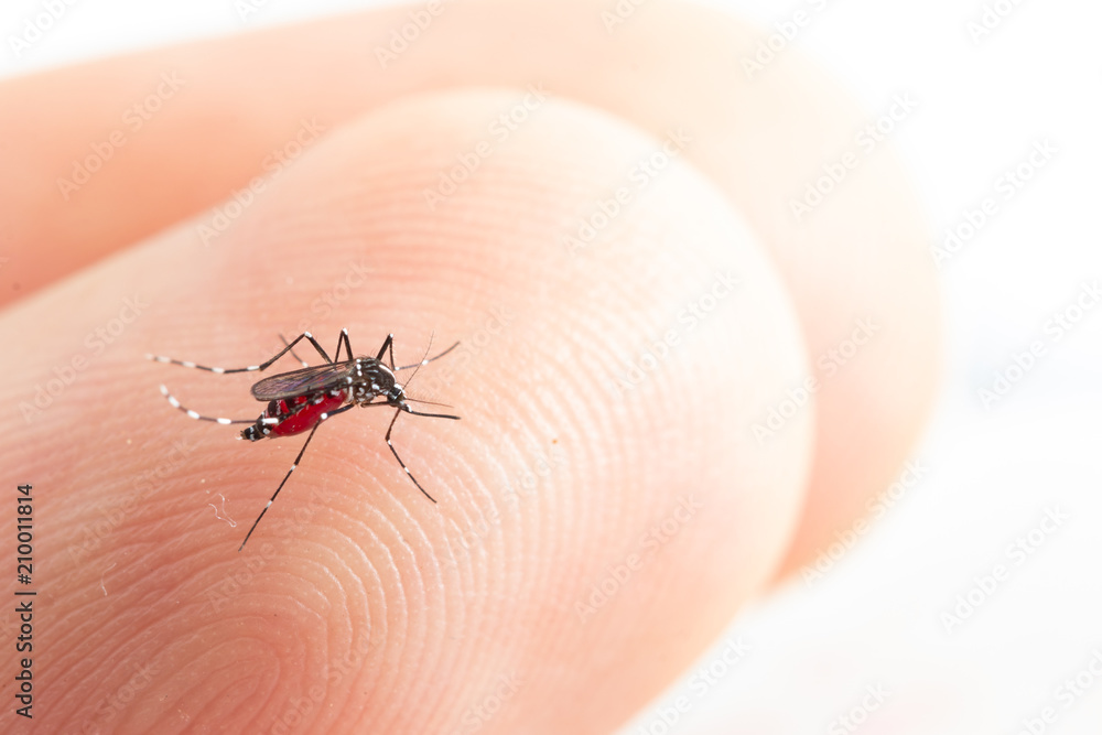 Aedes aegypti Mosquito. Close up a Mosquito sucking human blood, Aedes aegypti Mosquito. Close up a Mosquito sucking human blood,