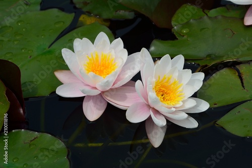睡蓮（Water lily）の花咲く