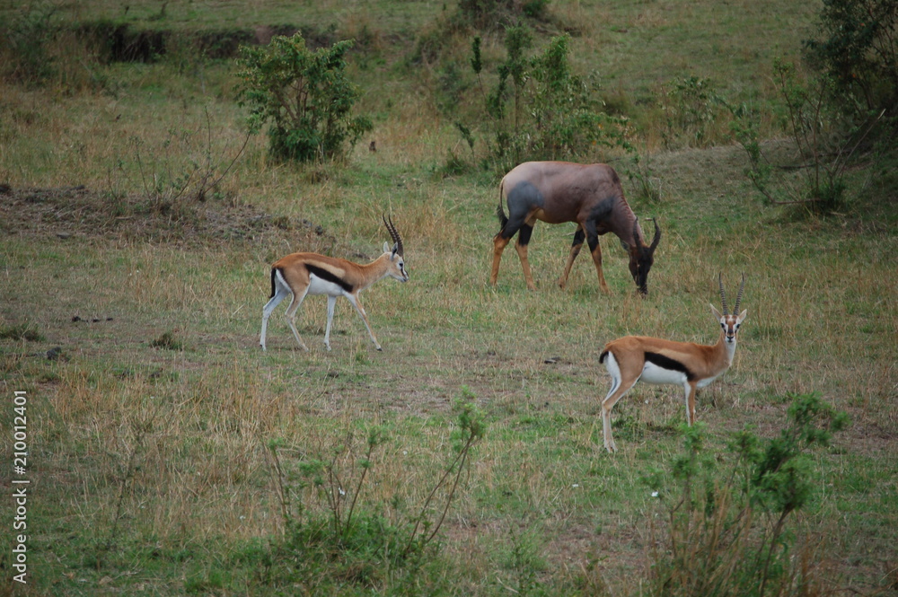 Kenya Kenya