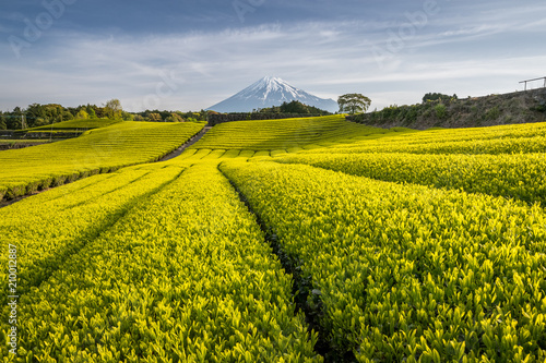 Tableau sur toile Tea farm and Mount Fuji in spring at Shizuoka prefecture