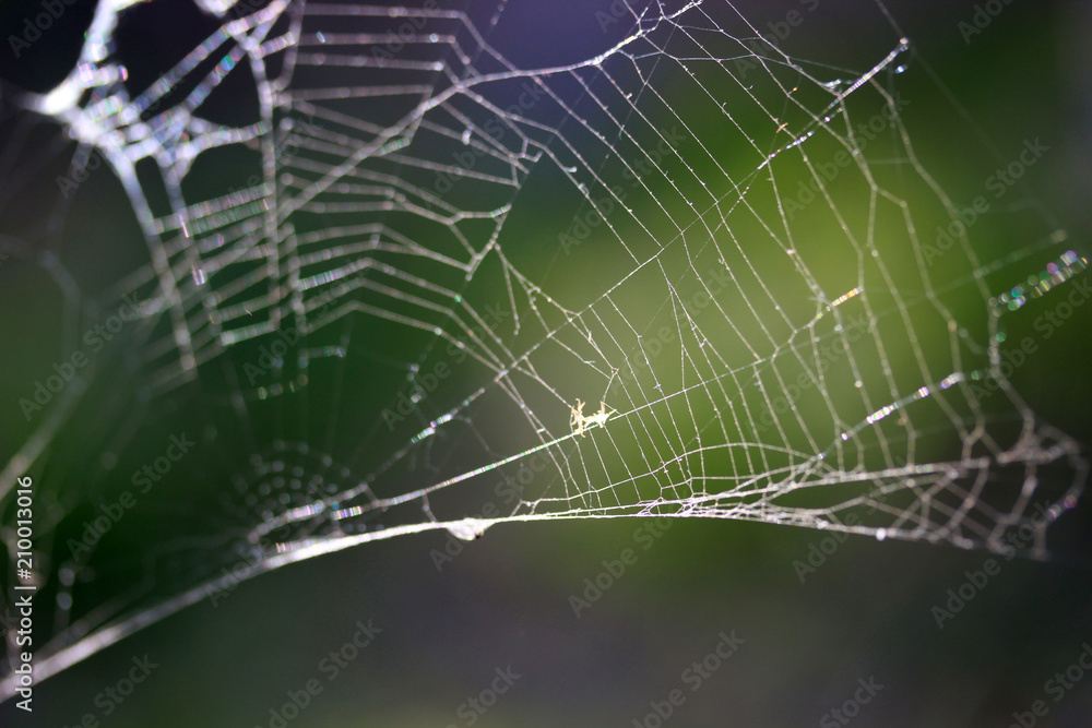 Obraz premium abstract spider web background