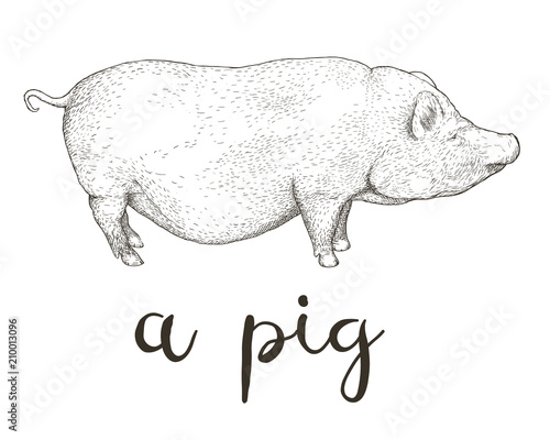 Hand drawn vector illustration of Vietnamese Pot-bellied