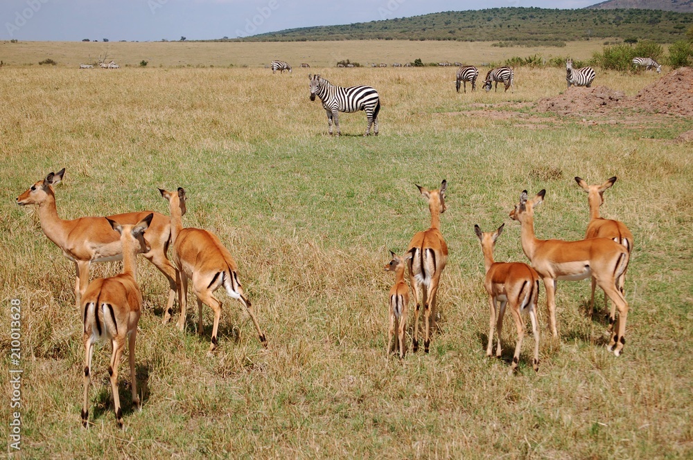Kenya Kenya