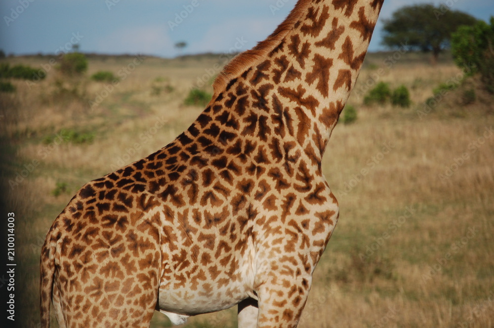 Naklejka premium Kenya