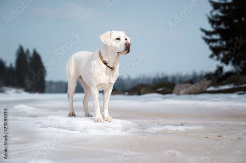 Fototapeta Naklejka Na Ścianę i Meble -  beautiful majestic white labrador retriever dog standing in nature with snow and sunshine